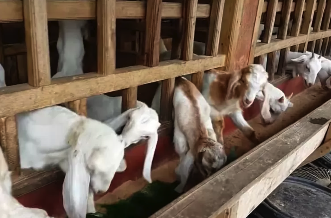 Bibit Kambing Unggul