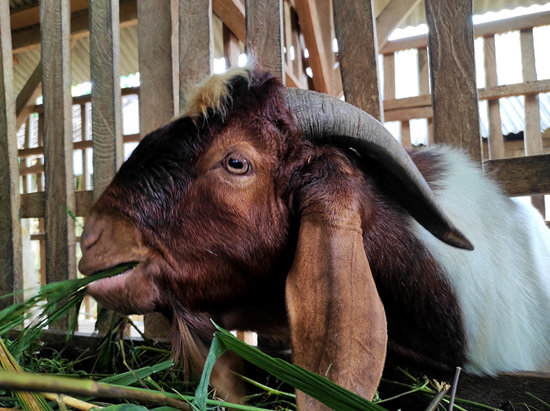 Kambing Siap Potong